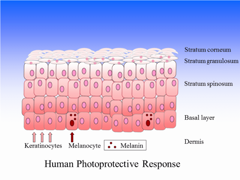 gorham skin cell pic