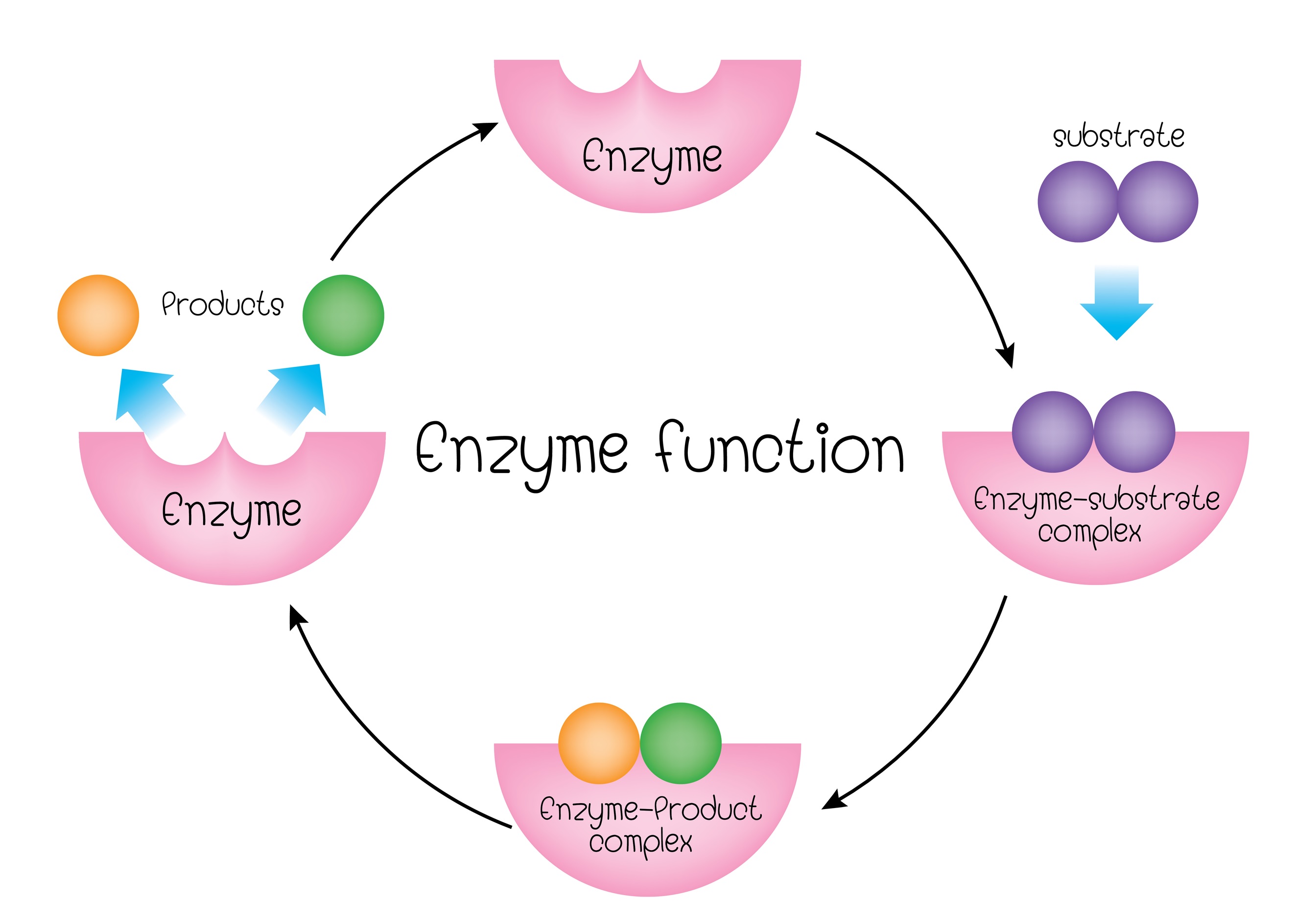 Enzyme Diagram Labeled