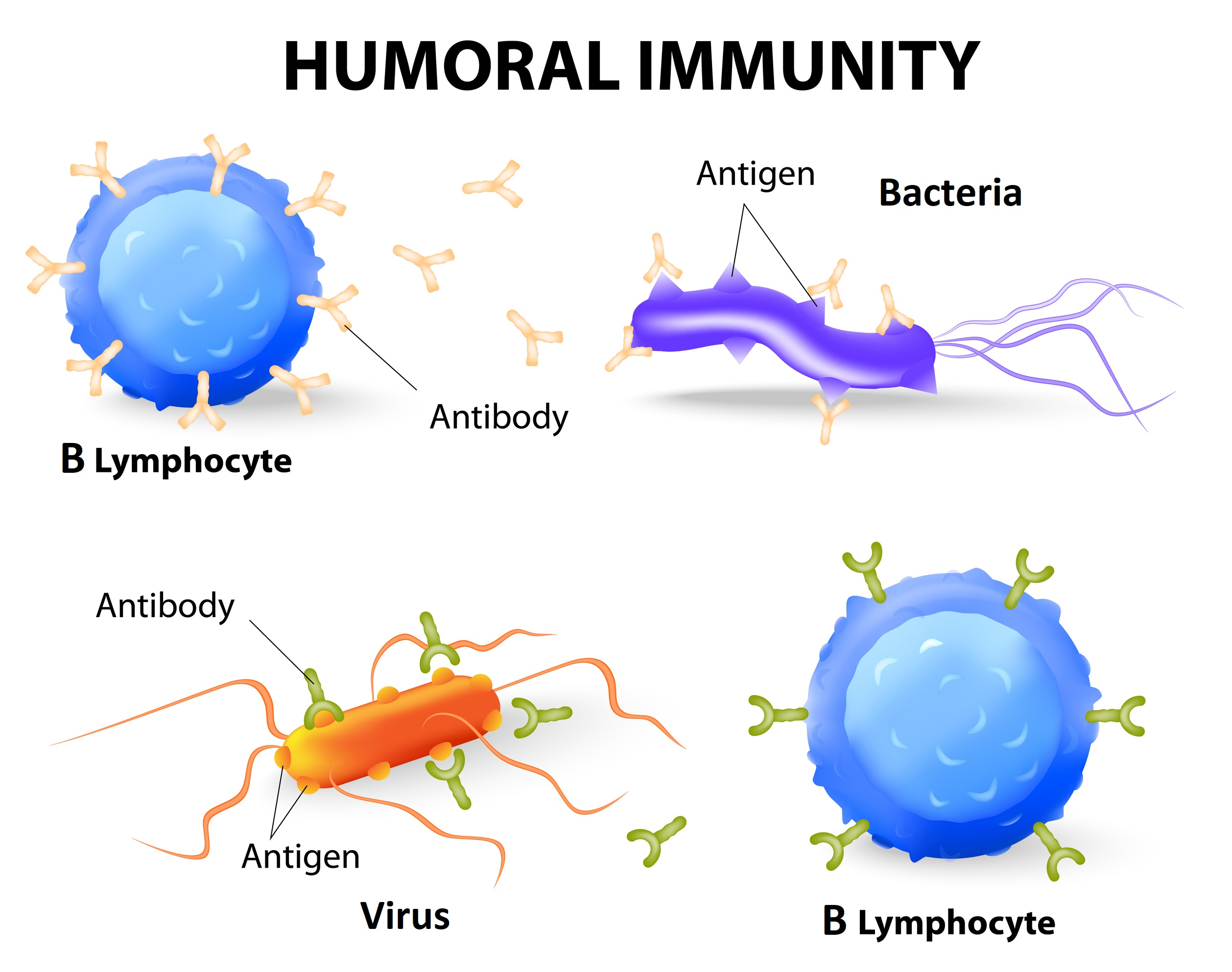 How Your Immune System Protects You From Infection: Part 3 – B cells