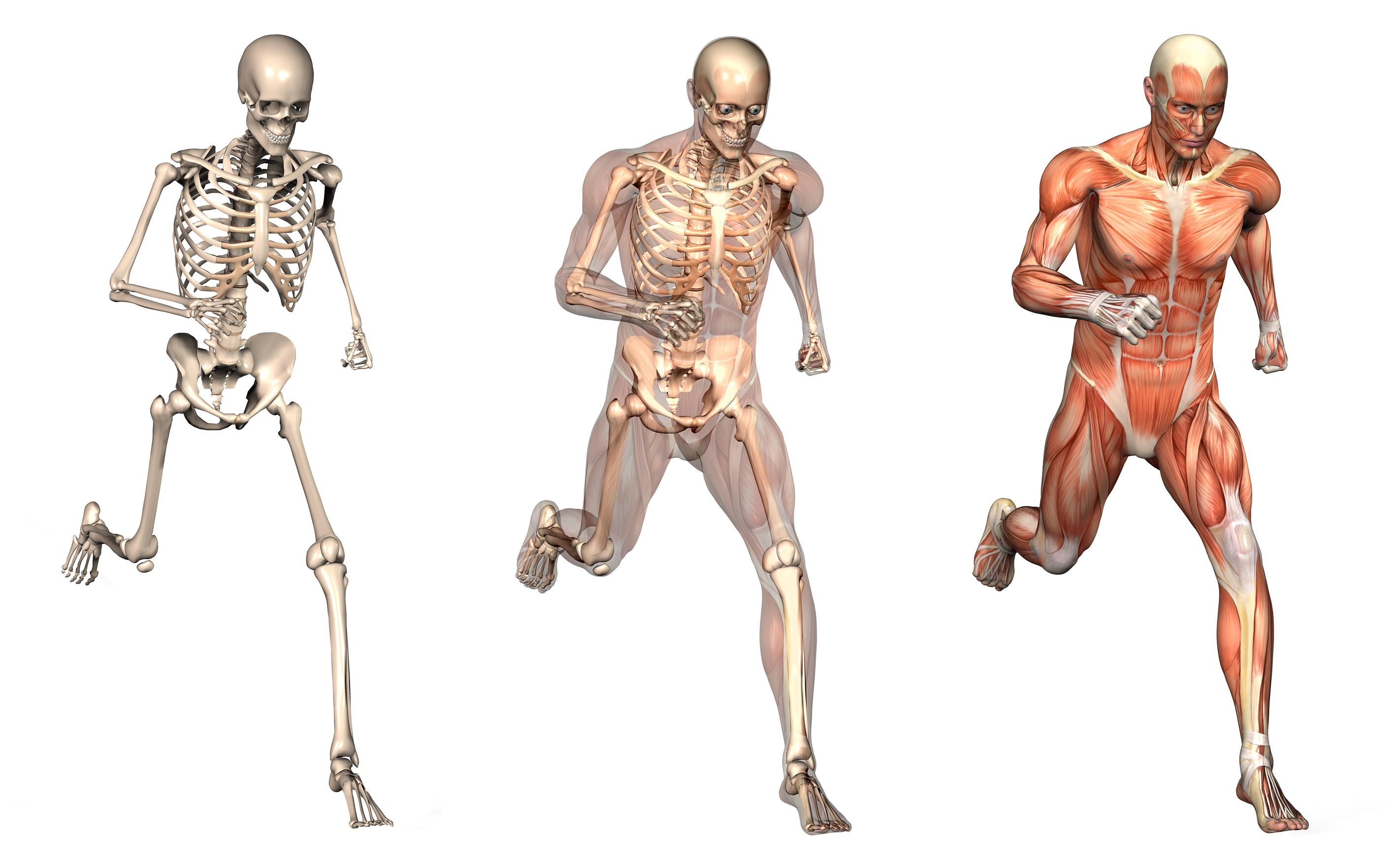 Diseño humano calcular