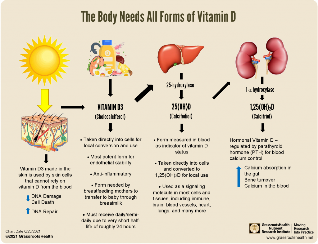The Body Needs All Forms Of Vitamin D GrassrootsHealth the-body-needs-all-forms-of-vitamin-d-grassrootshealth