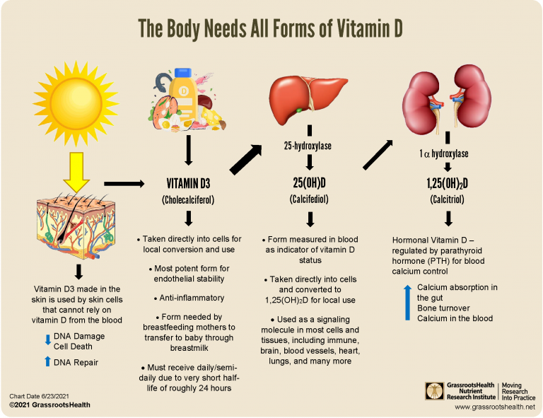 The Body Needs All Forms Of Vitamin D GrassrootsHealth the-body-needs-all-forms-of-vitamin-d-grassrootshealth