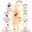 How to Respond to Those who Still Refer to Vitamin D as Only Necessary for Bone Health